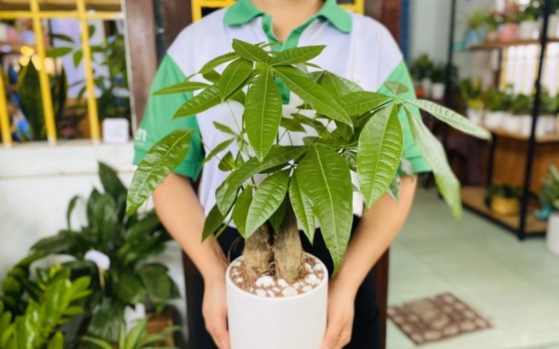 Cây phong thủy nên có trong nhà