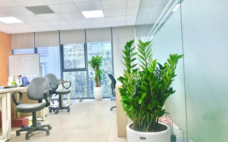 cây phong thủy phòng làm việc